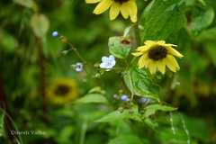 Cremanthodium arnicoides